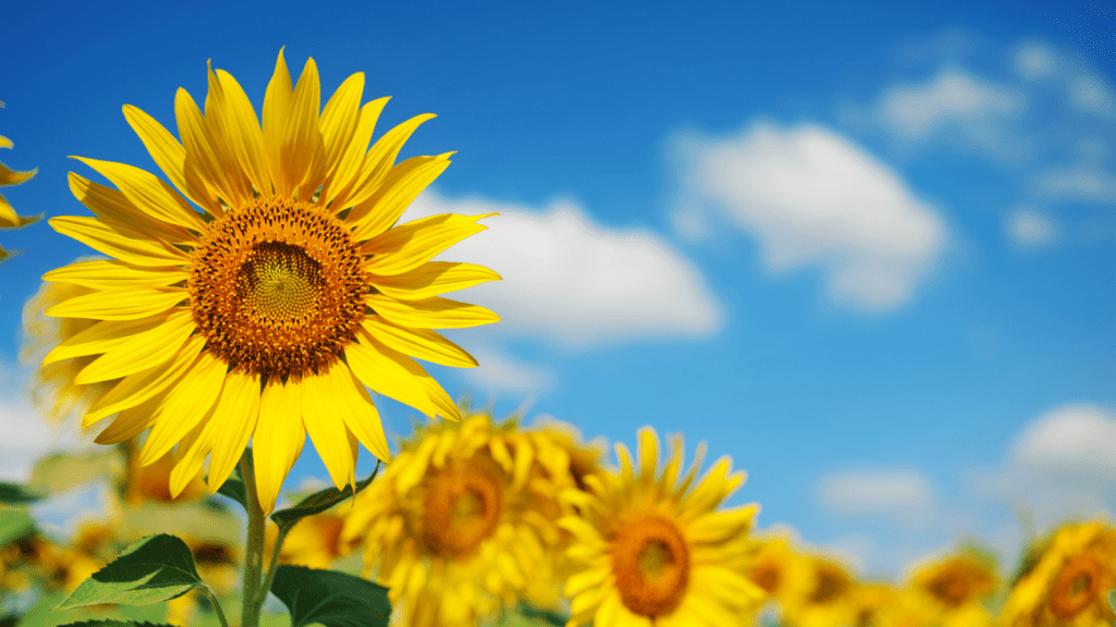 31 Days of Art, Day 13:&nbsp;Symbiotic